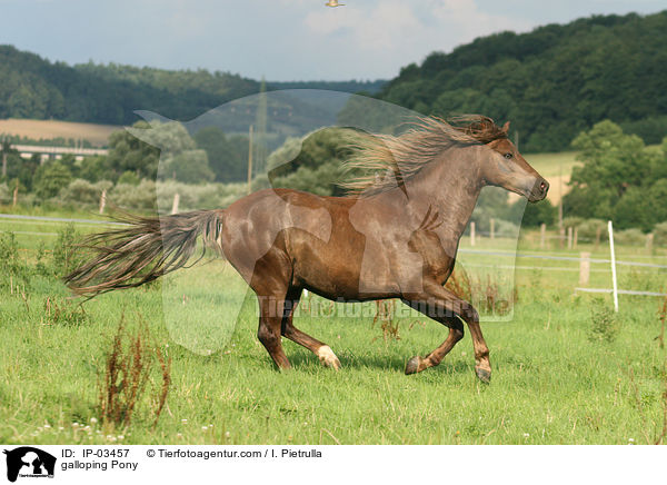 galoppierender Pony / galloping Pony / IP-03457