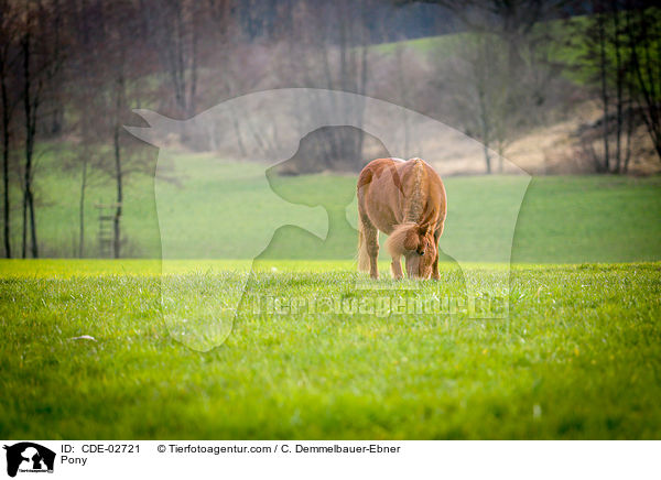 Pony / Pony / CDE-02721