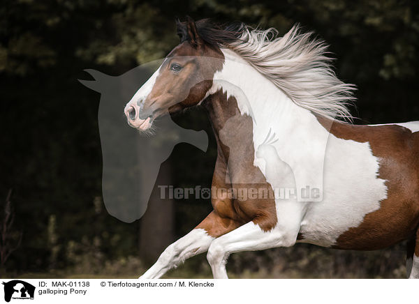 galoppierendes Pony / galloping Pony / MAK-01138