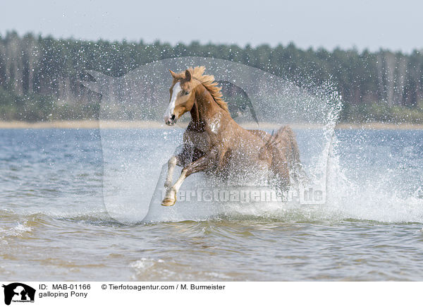 galloping Pony / MAB-01166