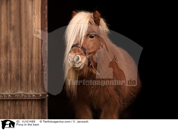 Pony in der Scheune / Pony in the barn / VJ-01489