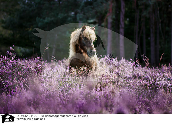 Pony in der Heide / Pony in the heathland / WDV-01139