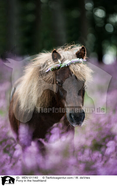 Pony in der Heide / Pony in the heathland / WDV-01140