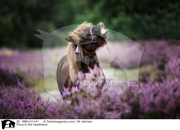 Pony in der Heide / Pony in the heathland / WDV-01141