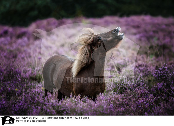 Pony in der Heide / Pony in the heathland / WDV-01142