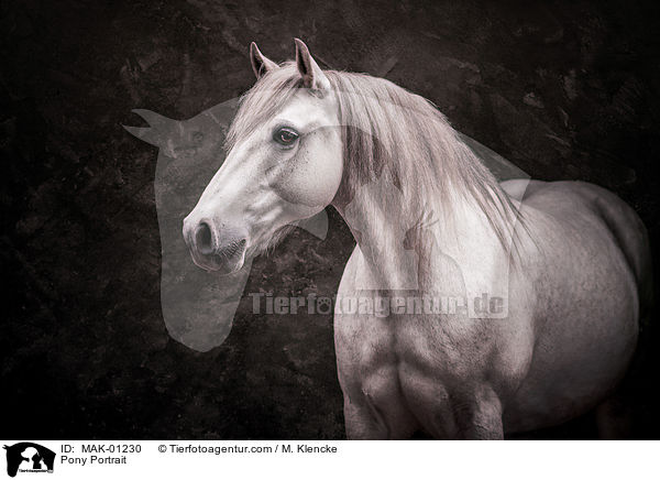 Pony Portrait / Pony Portrait / MAK-01230