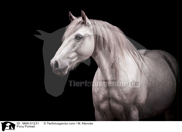 Pony Portrait / Pony Portrait / MAK-01231