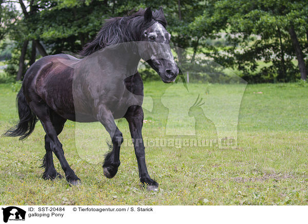 galloping Pony / SST-20484