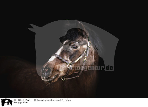 Pony portrait / KFI-01453
