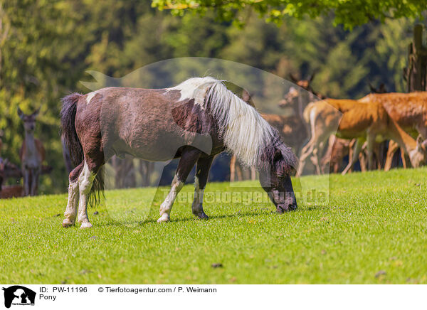 Pony / PW-11196