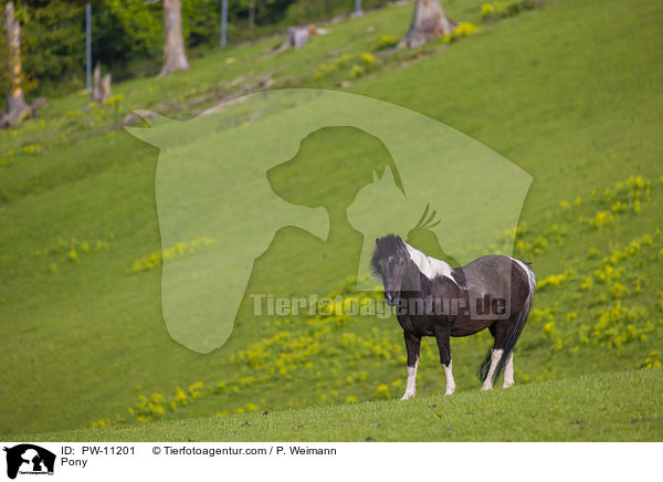 Pony / PW-11201
