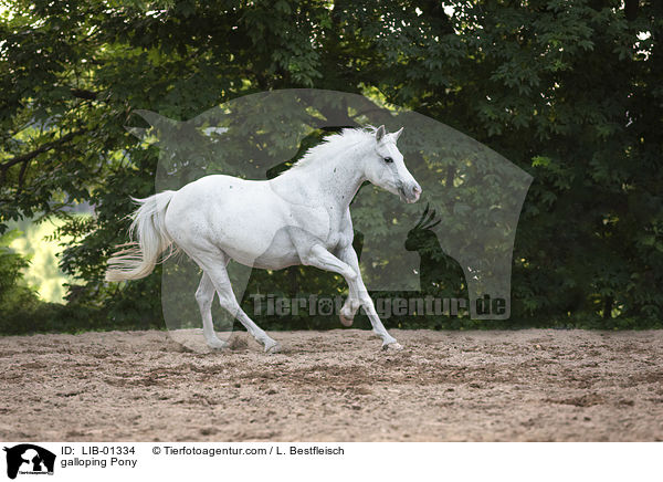 galoppierendes Pony / galloping Pony / LIB-01334
