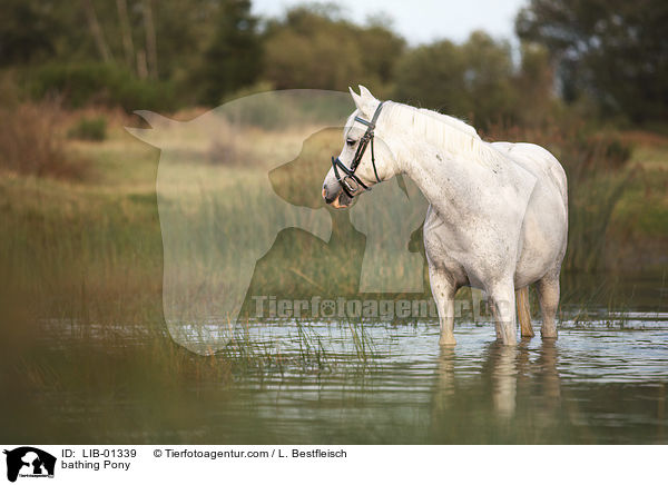 badendes Pony / bathing Pony / LIB-01339