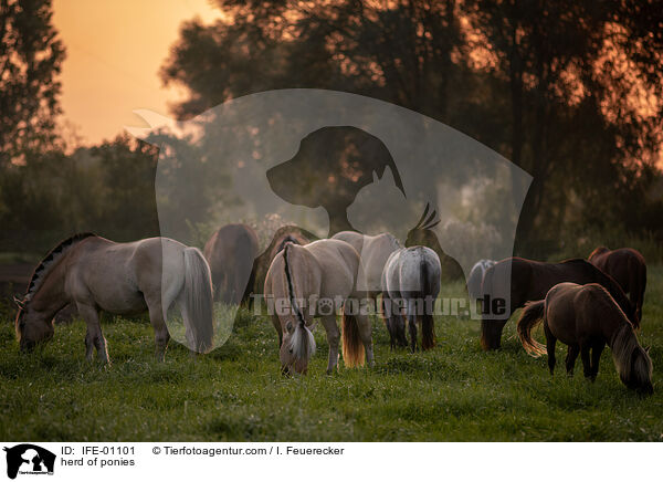 herd of ponies / IFE-01101