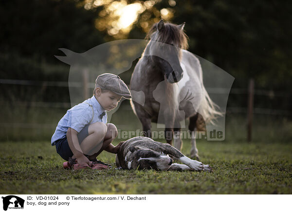 boy, dog and pony / VD-01024