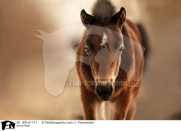 Pony Fohlen / pony foal / IFE-01171