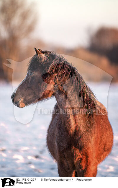 Pony Stute / Pony mare / IFE-01257