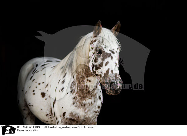 Pony in studio / SAD-01103