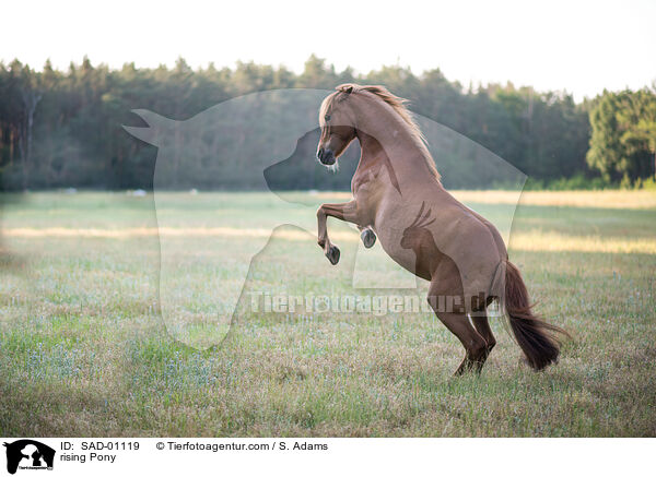 steiegendes Pony / rising Pony / SAD-01119