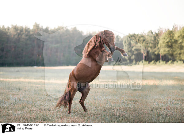 steiegendes Pony / rising Pony / SAD-01120