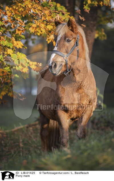 Pony Stute / Pony mare / LIB-01425