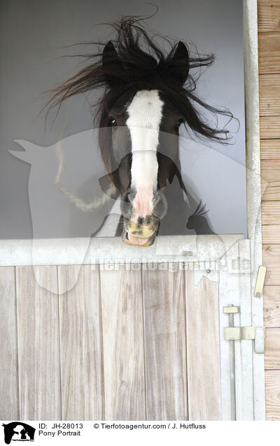 Pony Portrait / JH-28013