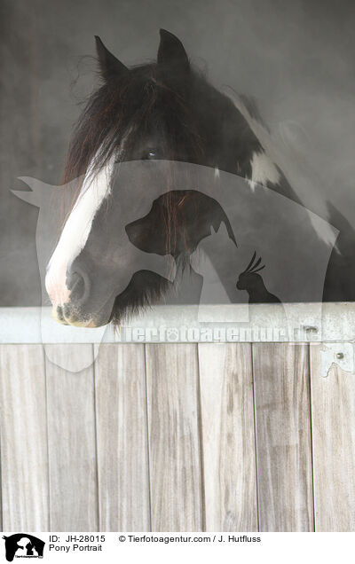 Pony Portrait / JH-28015