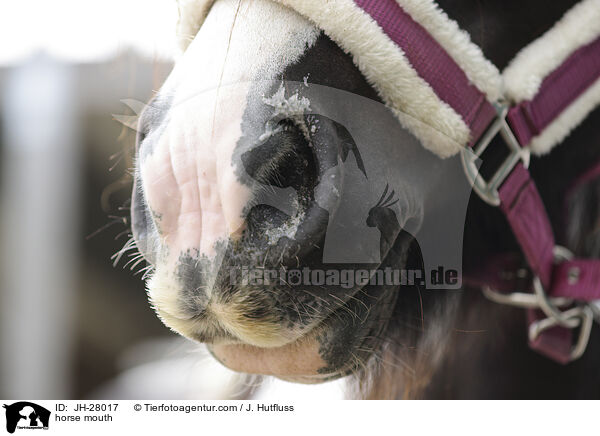 Pferdemaul / horse mouth / JH-28017