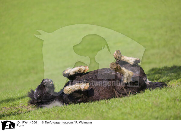 Pony / PW-14556