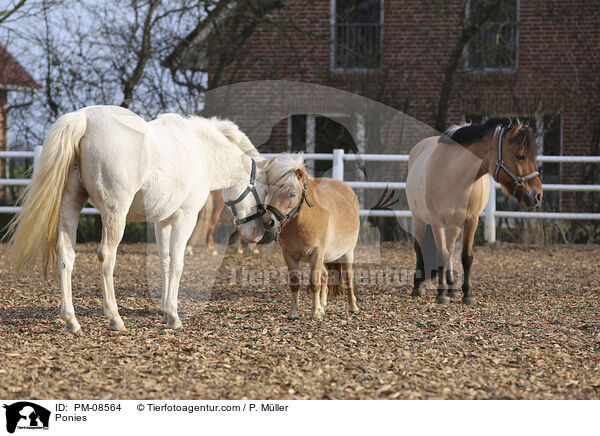Ponies / Ponies / PM-08564