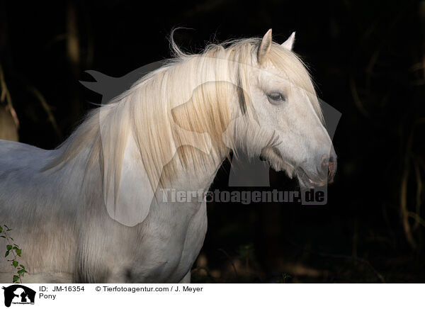 Pony / Pony / JM-16354