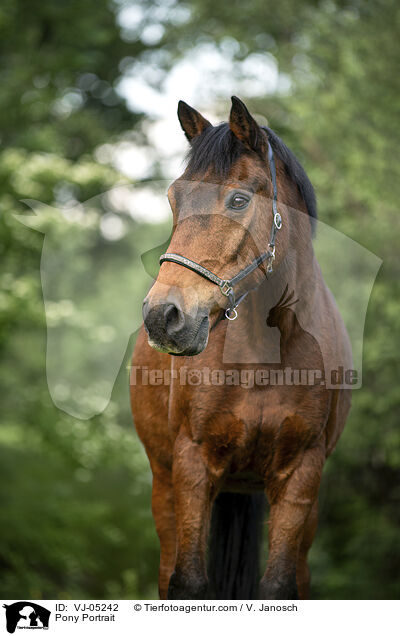 Pony Portrait / Pony Portrait / VJ-05242