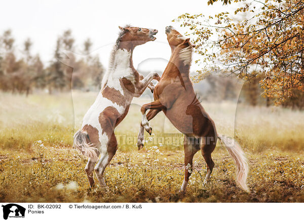 Ponys / Ponies / BK-02092