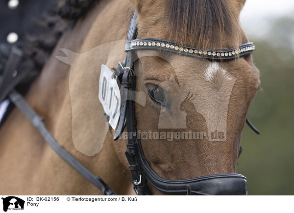 Pony / Pony / BK-02156