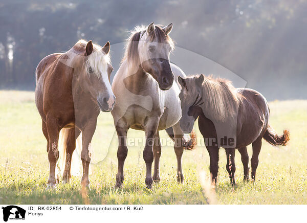 Ponys / Ponys / BK-02854