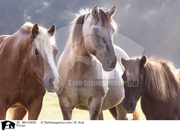 Ponys / Ponys / BK-02855