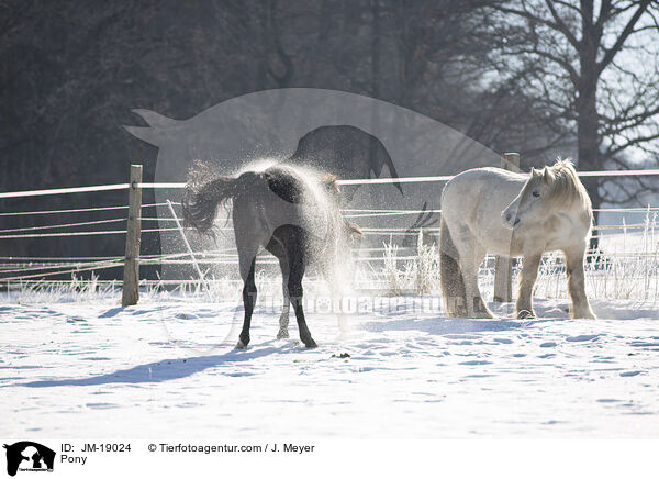 Pony / Pony / JM-19024