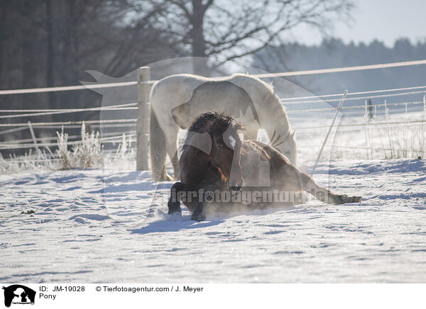 Pony / JM-19028