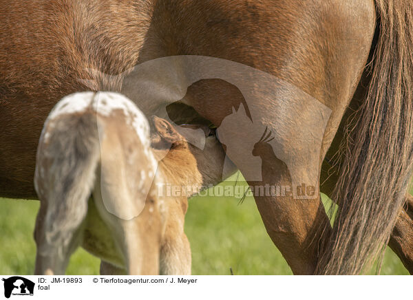 Fohlen / foal / JM-19893