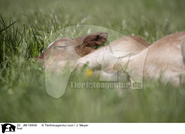 Fohlen / foal / JM-19908