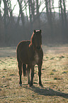 standing pony