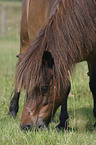 grazing pony