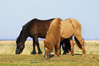 horses on meadow