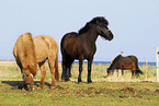 horses on meadow