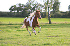 running Pony