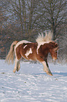 running pony