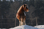 Pony in snow