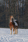 Pony in snow