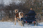 carriage ride in snow
