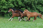 galloping ponys